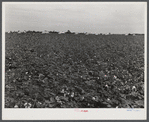 General landscape in Mississippi Delta. Cotton field in foreground and row of plantation houses in background, Mississippi