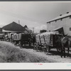 Wagonloads of cotton waiting at the gin of Delta and Pine Land Company of Mississippi, one of the largest plantations in the Delta. Mississippi Delta, Mississippi