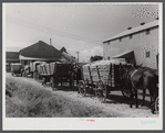 Wagonloads of cotton waiting at the gin of Delta and Pine Land Company of Mississippi, one of the largest plantations in the Delta. Mississippi Delta, Mississippi