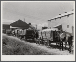 Wagonloads of cotton waiting at the gin of Delta and Pine Land Company of Mississippi, one of the largest plantations in the Delta. Mississippi Delta, Mississippi