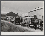 Wagonloads of cotton waiting at the gin of Delta and Pine Land Company of Mississippi, one of the largest plantations in the Delta. Mississippi Delta, Mississippi