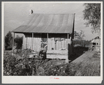 One of the tenant's houses with sweet potatoes and cotton on the porch. Knowlton Plantation, Perthshire, Mississippi Delta, Mississippi