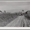 Wagonload of cotton coming out of the field in the evening. Mileston Plantation, Mississippi Delta, Mississippi