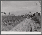 Wagonload of cotton coming out of the field in the evening. Mileston Plantation, Mississippi Delta, Mississippi