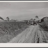 Wagonload of cotton coming out of the field in the evening. Mileston Plantation, Mississippi Delta, Mississippi
