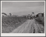 Wagonload of cotton coming out of the field in the evening. Mileston Plantation, Mississippi Delta, Mississippi