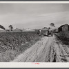Wagonload of cotton coming out of the field in the evening. Mileston Plantation, Mississippi Delta, Mississippi