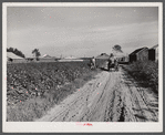 Wagonload of cotton coming out of the field in the evening. Mileston Plantation, Mississippi Delta, Mississippi