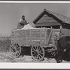 Taking cotton out of the cotton house and putting it on the wagon to be taken to the gin. Marcella Plantation Mileston, Mississippi Delta, Mississippi