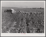 Picking cotton. Mileston Plantation, Mileston, Mississippi Delta, Mississippi