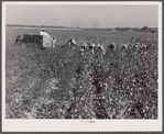 Picking cotton. Mileston Plantation, Mileston, Mississippi Delta, Mississippi