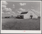 Mules and new barn of Cube Walker, tenant purchase client. Belzoni, Mississippi Delta, Mississippi