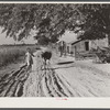 Daughter of Cube Walker, Black tenant purchase client, Belzoni, Mississippi Delta, bringing home cow from the fields in the evening. Mississippi Delta, Mississippi