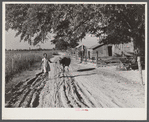 Daughter of Cube Walker, Black tenant purchase client, Belzoni, Mississippi Delta, bringing home cow from the fields in the evening. Mississippi Delta, Mississippi