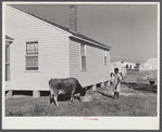 Cow and new home of Cube Walker, Black tenant purchase client. Belzoni, Mississippi Delta, Mississippi