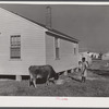Cow and new home of Cube Walker, Black tenant purchase client. Belzoni, Mississippi Delta, Mississippi