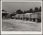 Tractor hauled in wagons holding bales of cotton at gin of Marcella Plantation. Mileston, Mississippi Delta, Mississippi