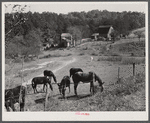 General farm scene near Smokey Mountains, Tennessee
