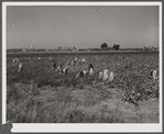 Day laborers picking cotton near Clarksdale, Mississippi Delta