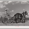 Tenant purchase client Mr. Crowell, near Isola, Mississippi Delta, with new hay rake and mules