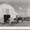 Stock and barn of white tenant purchase client Mr. Crowell, near Isola, Mississippi Delta