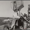 Dumping the cotton from the International cotton picker into the truck on Hopson Plantation, near Clarksdale, Mississippi Delta