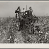 The rust cotton picker in field at Clover Hill Plantation, near Clarksdale, Mississippi Delta