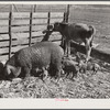 Livestock belonging to tenant purchase family, white, Crowell. Near Isola, Mississippi Delta