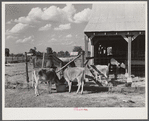 Livestock belonging to tenant purchase family, white, Crowell. Near Isola, Mississippi Delta