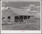 New barn and livestock belonging to white tenant purchase family, Crowell. Near Isola, Mississippi Delta