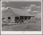 New barn and livestock belonging to white tenant purchase family, Crowell. Near Isola, Mississippi Delta