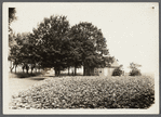 House. East side Horton's Lane, north of Jos. H. Horton house. Southold, Southold