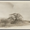View showing Pepperidge tree. North side Sagaponack Road. Near portion of old Hallock's Academy. Bridgehampton, Southampton