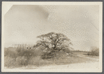View showing Pepperidge tree. North side Sagaponack Road. Near portion of old Hallock's Academy. Bridgehampton, Southampton