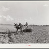 Mr. Crowell, tenant purchase client, with his hay rake. Near Isola, Mississippi Delta