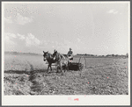 Mr. Crowell, tenant purchase client, with his hay rake. Near Isola, Mississippi Delta