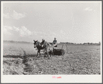 Mr. Crowell, tenant purchase client, with his hay rake. Near Isola, Mississippi Delta