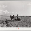 Mr. Crowell, tenant purchase client, with his hay rake. Near Isola, Mississippi Delta