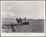 Mr. Crowell, tenant purchase client, with his hay rake. Near Isola, Mississippi Delta