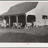 Jersey cows and new barn belonging to Mr. Crowell, tenant purchase client near Isola, Mississippi Delta