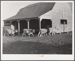 Jersey cows and new barn belonging to Mr. Crowell, tenant purchase client near Isola, Mississippi Delta