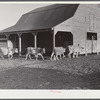 Jersey cows and new barn belonging to Mr. Crowell, tenant purchase client near Isola, Mississippi Delta