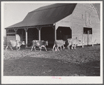 Jersey cows and new barn belonging to Mr. Crowell, tenant purchase client near Isola, Mississippi Delta