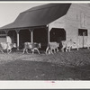 Jersey cows and new barn belonging to Mr. Crowell, tenant purchase client near Isola, Mississippi Delta