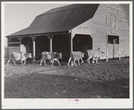 Jersey cows and new barn belonging to Mr. Crowell, tenant purchase client near Isola, Mississippi Delta