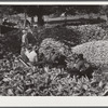 Cornshucking on Mr. Fred Wilkins' farm Tallyho. Near Stem, Granville County, North Carolina