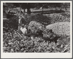 Cornshucking on Mr. Fred Wilkins' farm Tallyho. Near Stem, Granville County, North Carolina