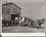 Joe Morgan, tenant on W.R. White farm, ready to leave the C.W. Lassiter gin with two bales of cotton on his wagon. Wake County, Wendell, North Carolina