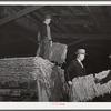 Unloading tobacco from trailer into baskets according to the grade the night before auction sale in warehouse. Durham, North Carolina