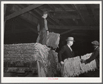 Unloading tobacco from trailer into baskets according to the grade the night before auction sale in warehouse. Durham, North Carolina